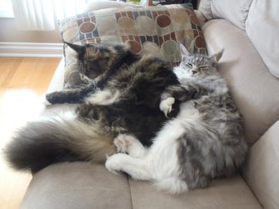 two beautiful purebred maine coon girls sleeping on a couch cuddled up together.