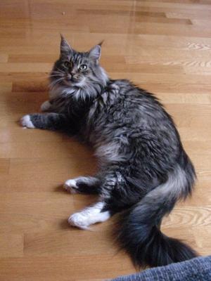classic tabby with white sprawled out on a wood floor.