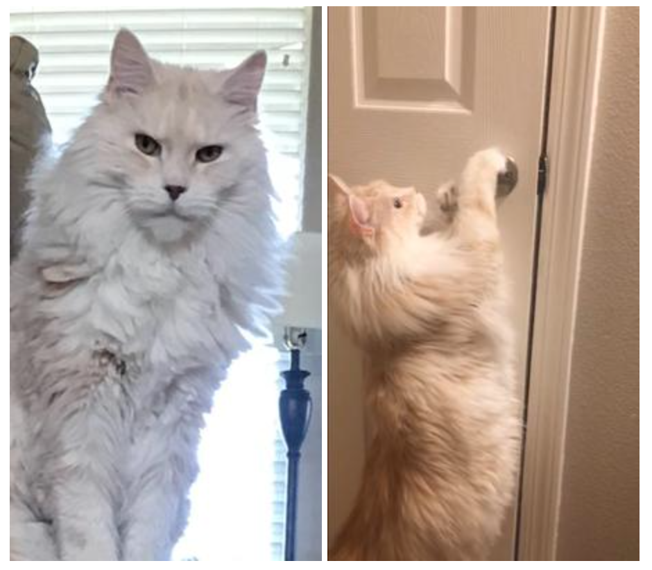 two photos of a cameo maine coon in different lighting.