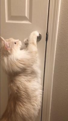 Jojo has mastered the doorknob! big white maine coon cat reaching up to doorknob.