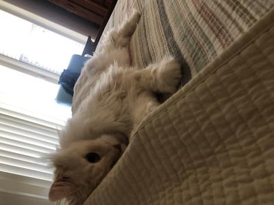 Jojo cream colored maine coon cuddling on a bed.