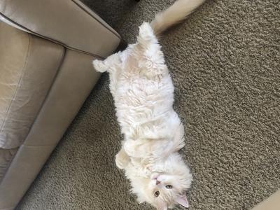 Jojo purebred cream maine coon cat laying belly up.