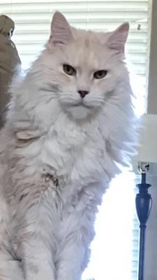 JoJo beautiful purebred white maine coon cat