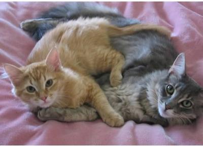 Jordan and Pebbles