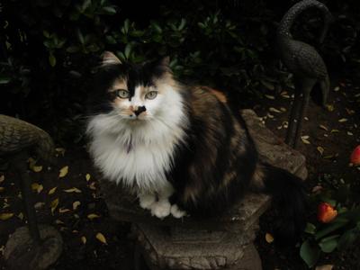 Josephine