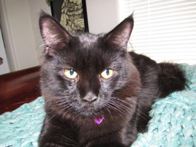 journey the black cat