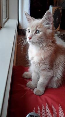 Judah