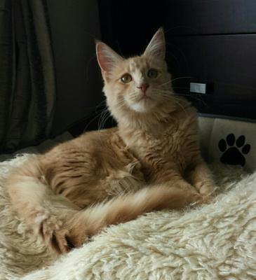5 month old red tabby maine coon kitten on a bed.
