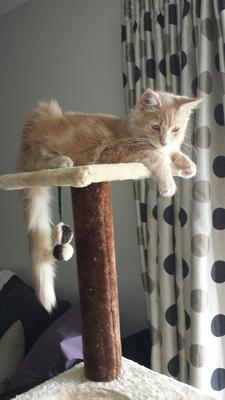 fuzzy red maine coon kitten on a cat tree.