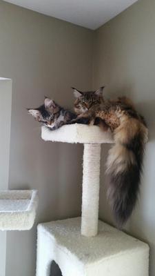 Judge and Spaulding two young purebred maine coons squished together atop a cat tree.