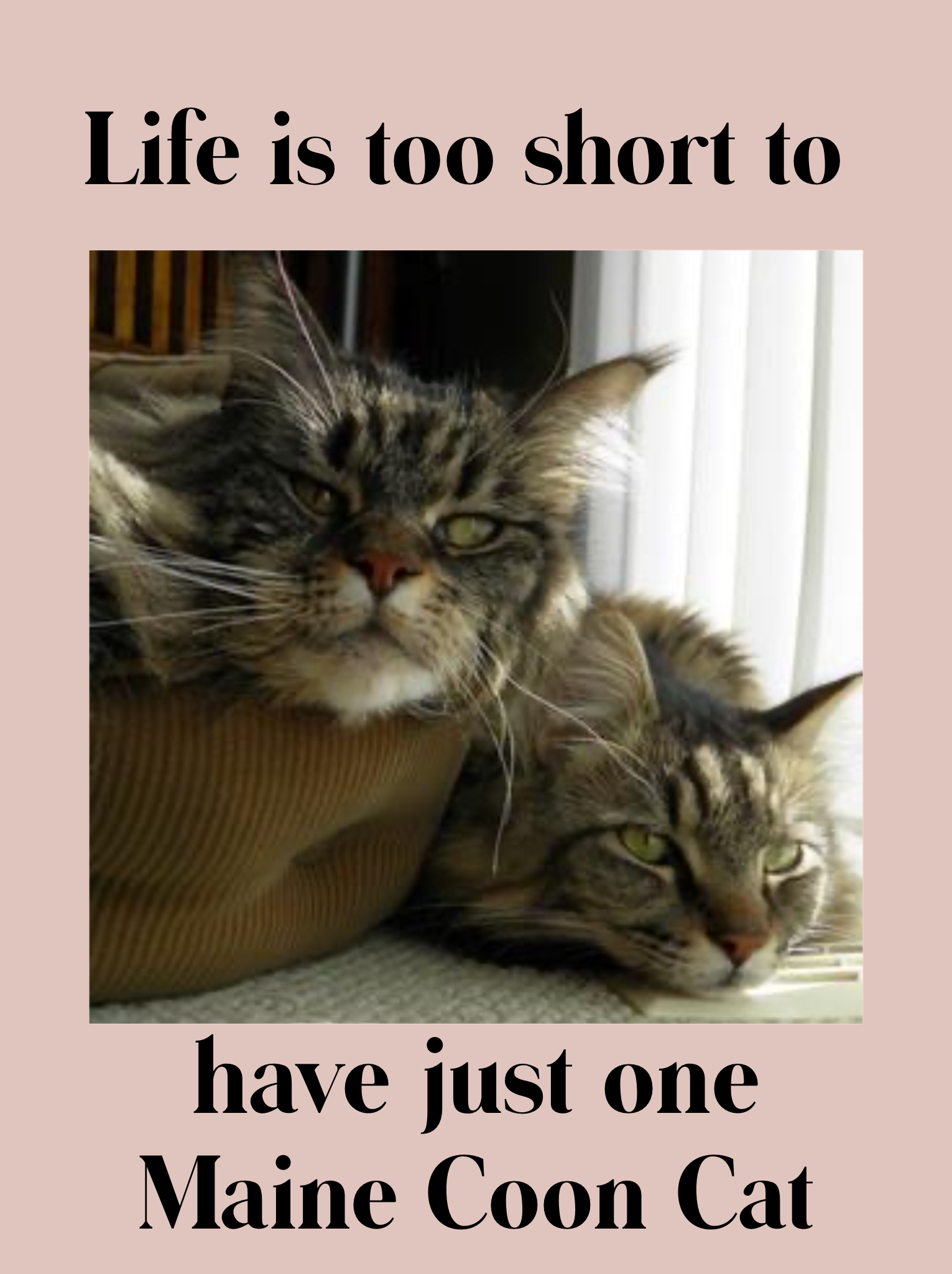 cat quote with image of two purebred tabby maine coon cats