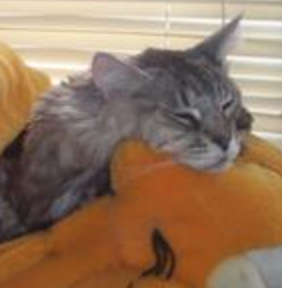 Justin tabby maine coon sleeping