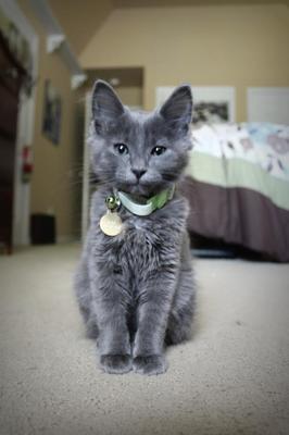 Kai