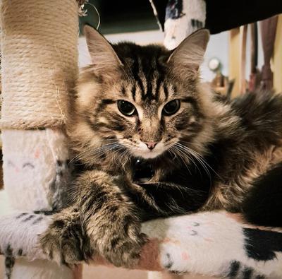 Kain brown tabby maine coon kitty in a cat tree with paws crossed.