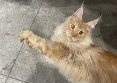 handsome ginger maine coon cat.