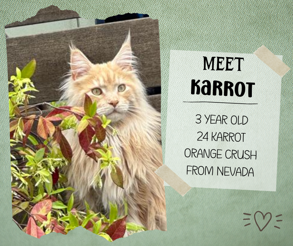 gorgeous purebred red silver tabby maine coon with decorative text about his age and location.