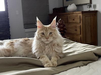 red silver maine coon laying on bed in sunshine.