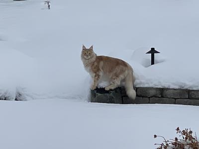 Karrott In The Snow red silver maine coon standing in the snow