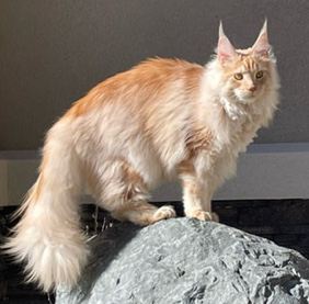 Karrot beautiful ginger maine coon