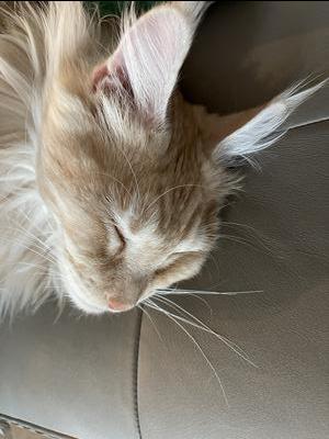 face closeup cream colored maine coon cat.