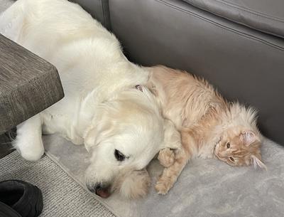 Karrott and his Buddy buff colored maine coon with yellow lab dog friend