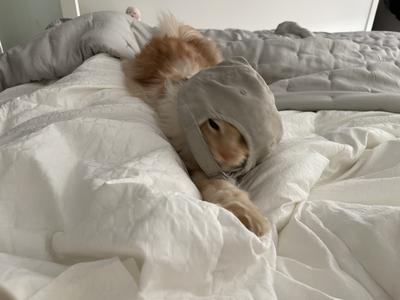 cat with hat on backwards