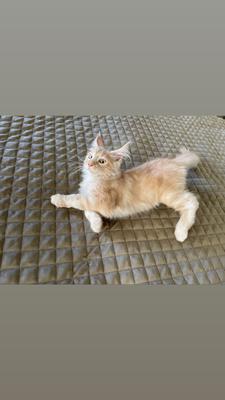 cute red silver maine coon kitten.