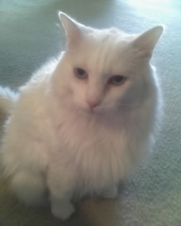 Kat