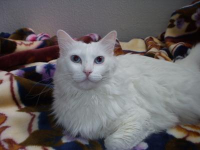 Kat