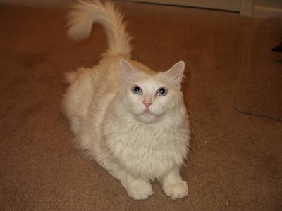 Kat