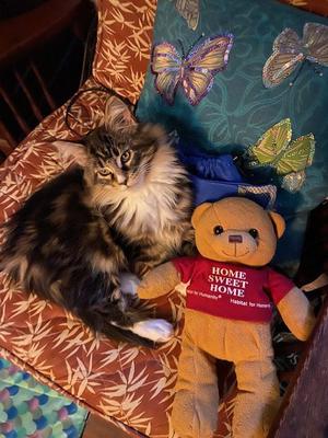 Katahdin adorable female purebred brown tabby with white  maine coon kitten.