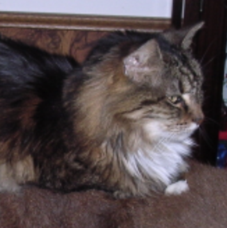 Kato Lunt tabby and white maine coon profile