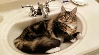 maine coon cat in sink