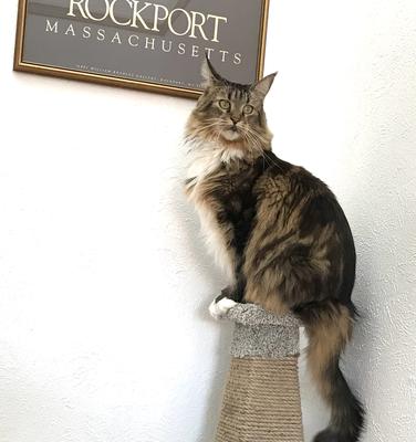 gorgeous maine coon perched atop a scratching post.