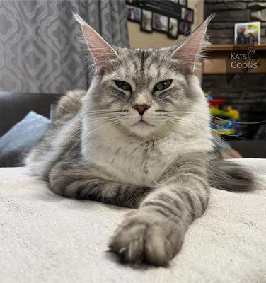 purebred silver maine coon cat