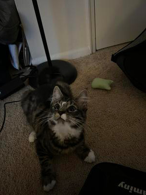brown and white kitten acting playful