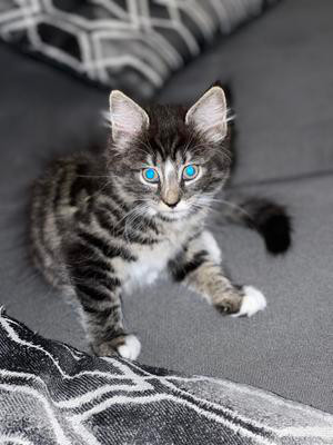 female brown tiger kitten