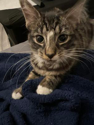 closeup of brown tabby kitten