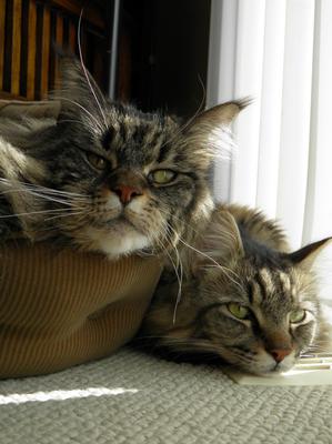 Besties