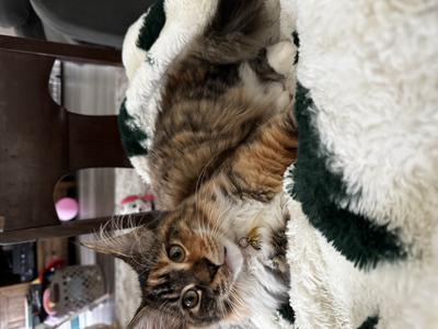 Khaleesi pretty maine coon cat posing on a bed.