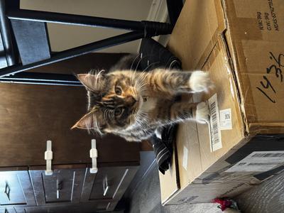 Khaleesi colorful maine coon kitten with white paws on a box.
