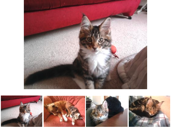 Khaleesi 4 photos of a cute four month old maine coon kitten in various poses.