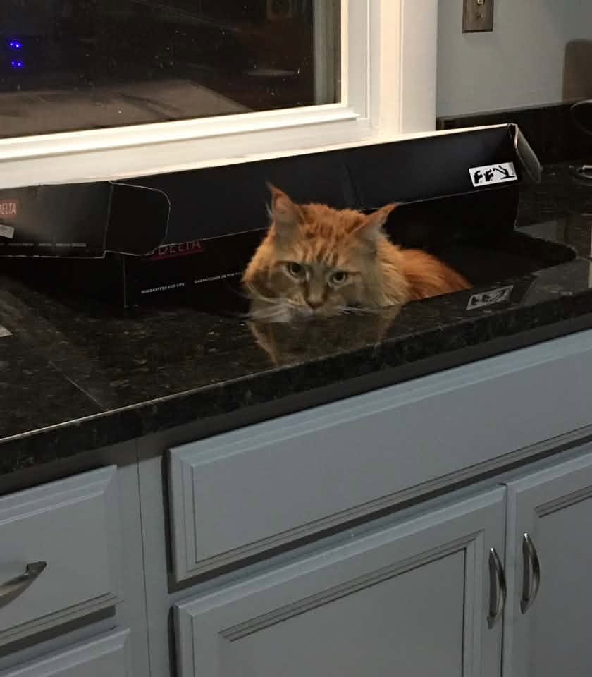 Orange Maine Coon peeking out of a black kitchen sink.