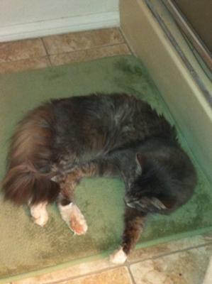 Kibbles