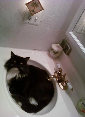 Kidd E-Reese the Maine Coon Cat in a sink Kidd-E Reese the Maine Coon Cat in a sink