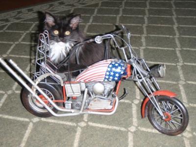 Kidd~E Reese black and white maine coon kitten