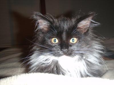 Kidd~E Reese black and white maine coon kitten