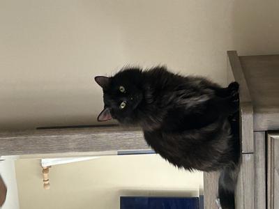 Kiki fluffy black cat posing on a table.