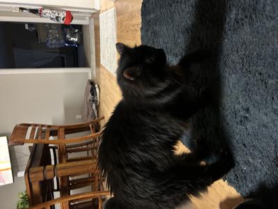 Kiki fluffy black cat scratching at a rug.