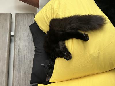 Kiki fluffy black cat on a bed with long furry tail hanging down.